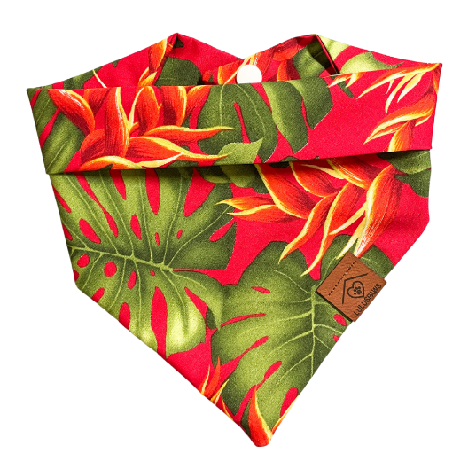 Monstera w.o Puppachino